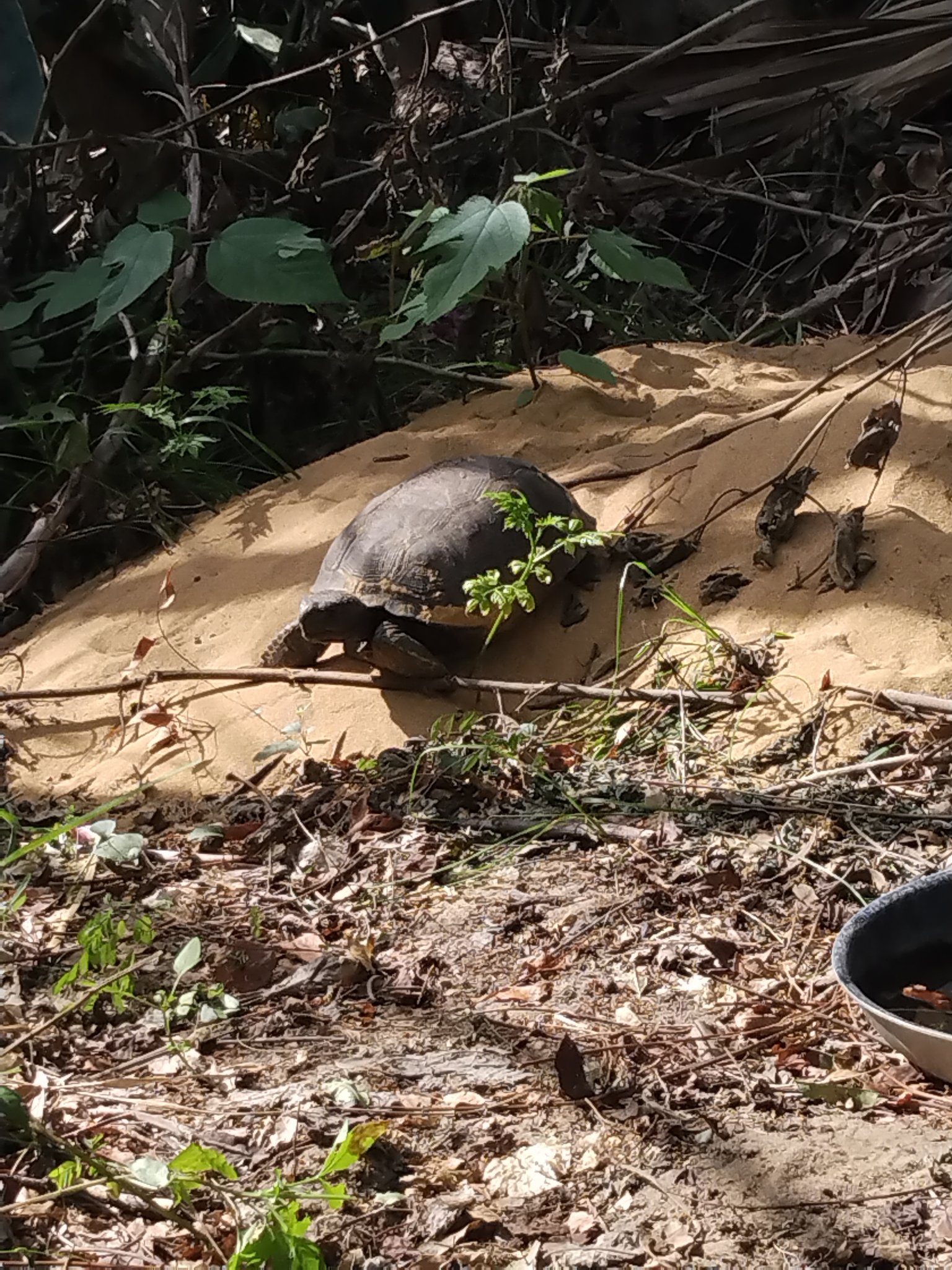 This Tortoise was a recent arrival after Hurricane Ian 